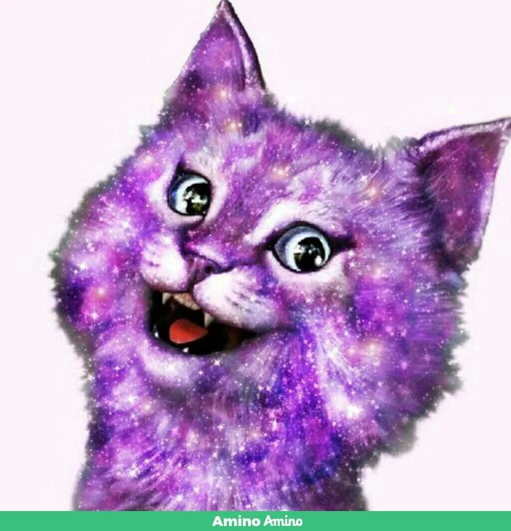 Как зовут кошку лану