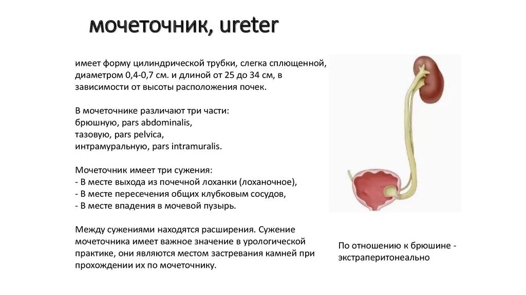 Мочеточники строение и функции. Части мочеточника анатомия. Оболочки мочеточника анатомия. Мочеточники характеристика функций. В какой отдел попадает моча из мочеточника