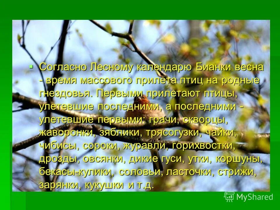 Текст про весну. Стихи про весну прилет птиц. Короткий рассказ про позднюю весну. С юга птицы прилетают текст