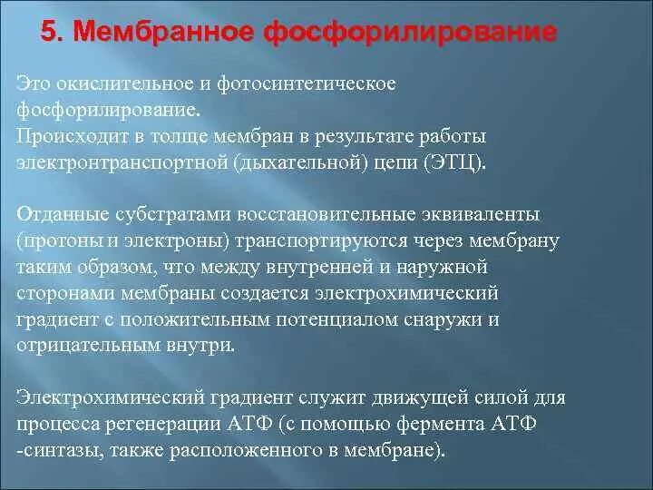 Окислительное фосфорилирование это процесс он является. Окислительное фосфорилирование это процесс он является
