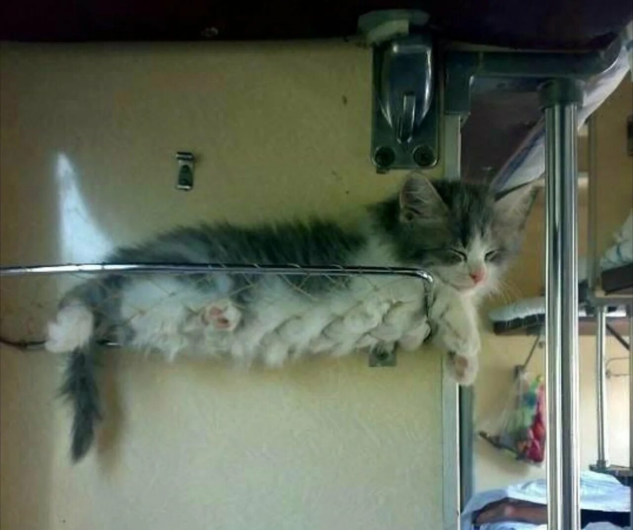 Кот в поезде. Кошечка в поезде. Провоз кота в поезде. Вагон для животных в поезде. Провоз кота в поезде.