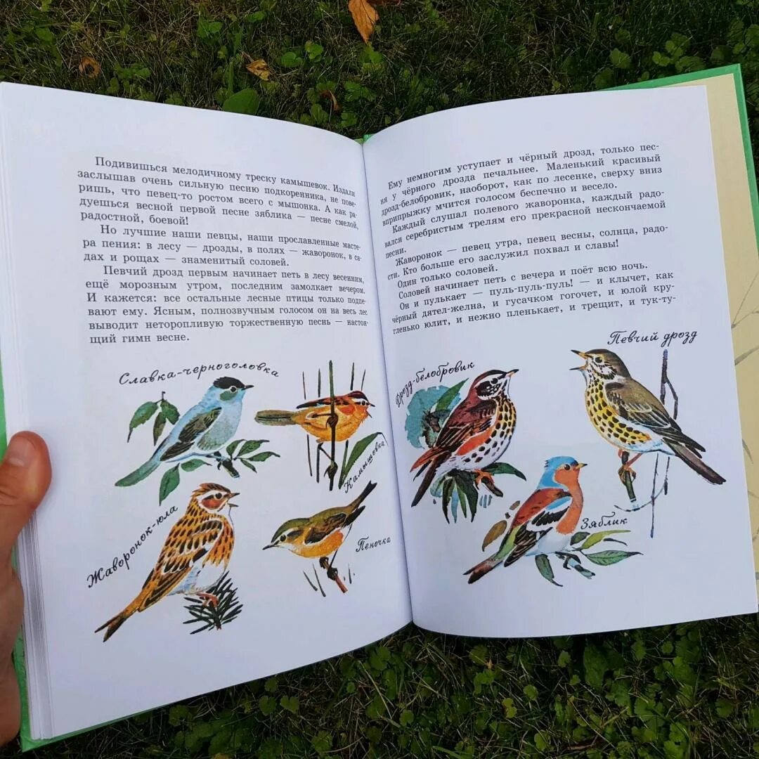 Произведения виталия бианки про птиц. Рассказ чей нос лучше. Птицы в рассказах бианки. В. Птицы в рассказах бианки.