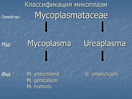 Таксономия микоплазм