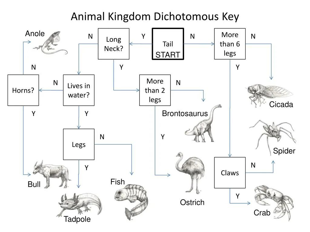 Animal data