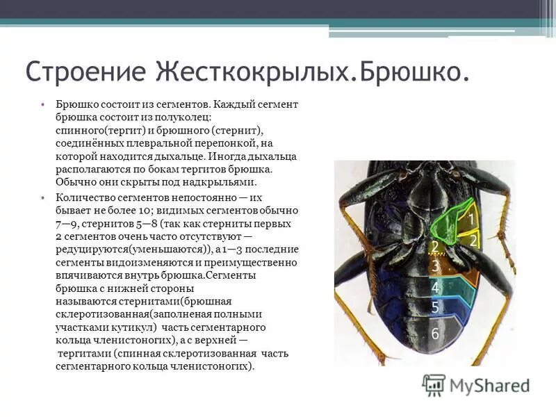 Строение жесткокрылых жуков. Внешнее строение жесткокрылых. Внешнее строение жесткокрылых. Майский жук строение тела внутреннее. Отряд жесткокрылые тип конечностей.