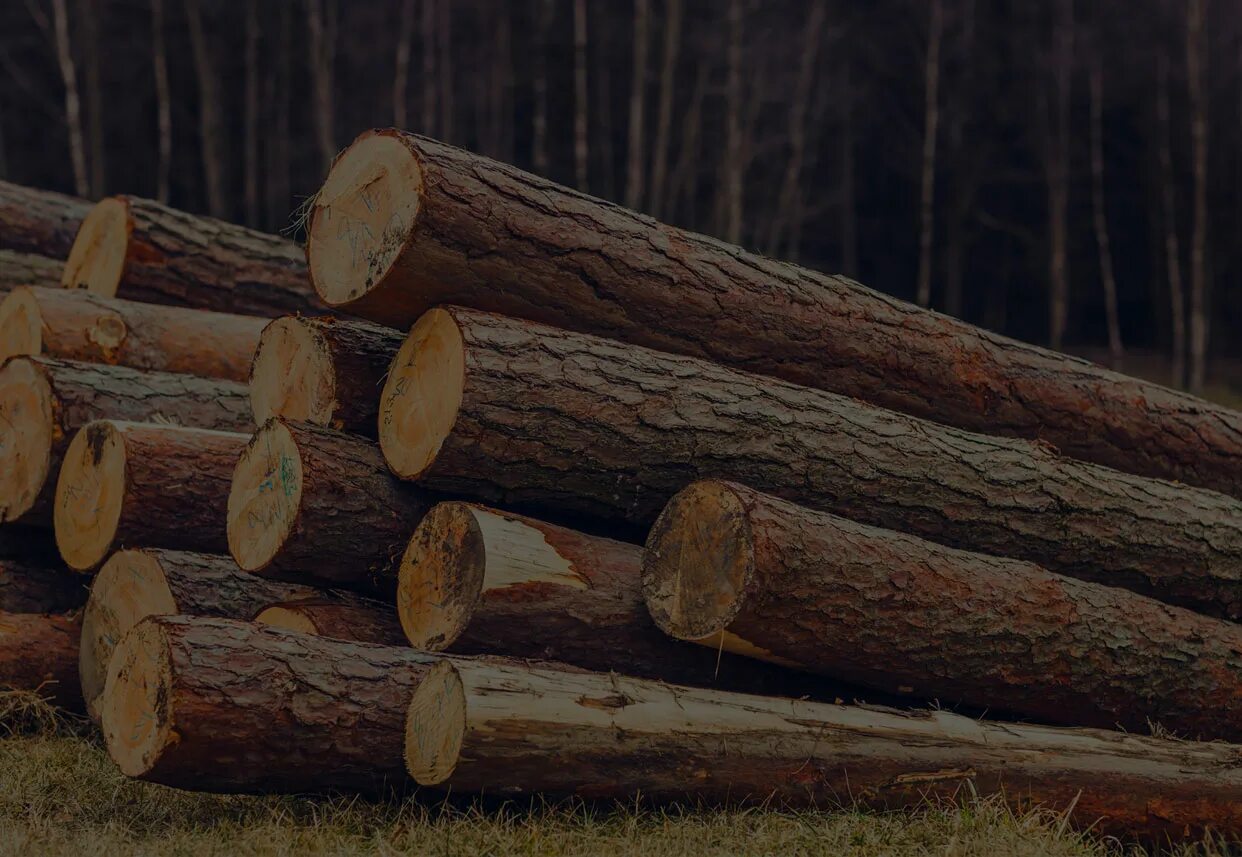 Авито лес б у. Деловой лес. Деловой лес доски. Деловая древесина это. Лес деловой кругляк.
