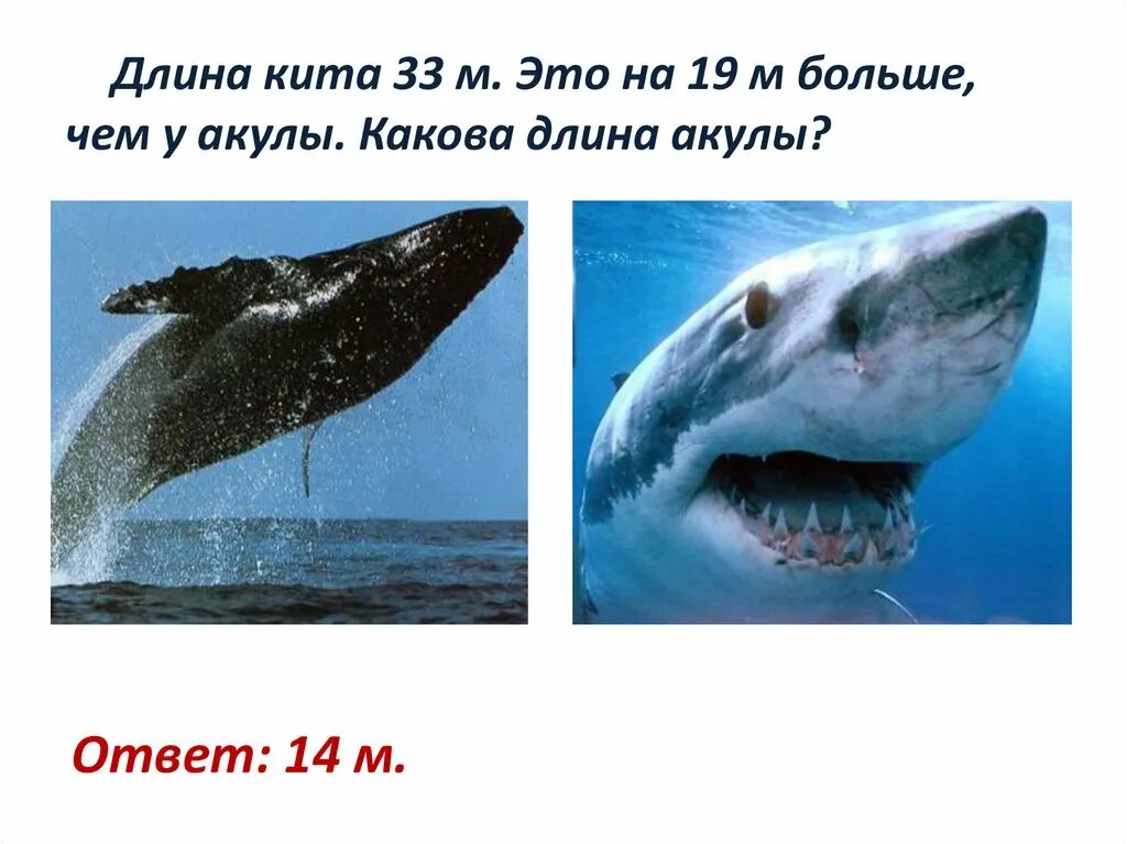 Камбала и акула отличия. Кит или акула сильнее. Как можно назвать рыбку мальчика. Подчеркните лишнее слово. Задание найди лишнее слово.