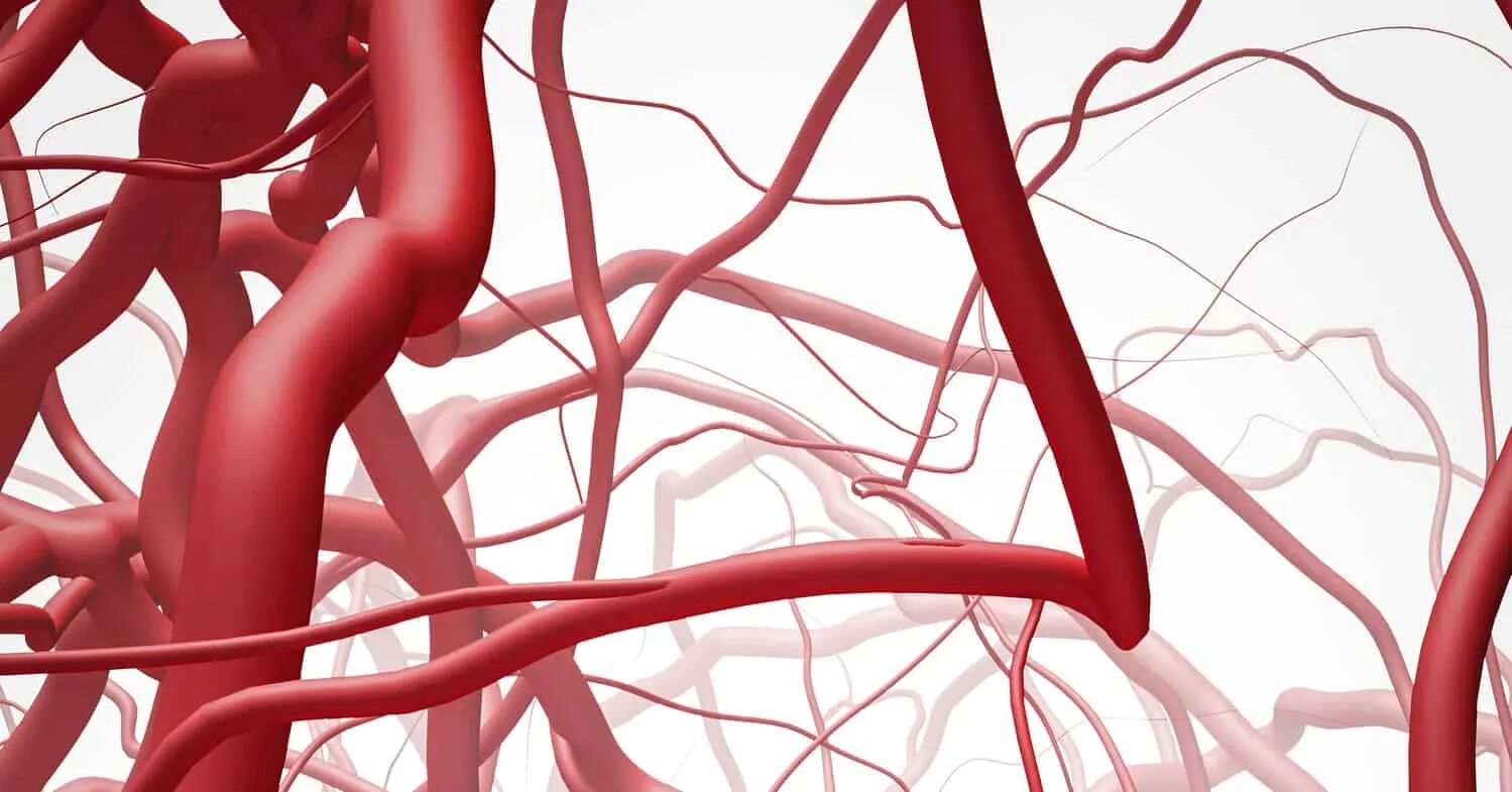 система микроциркуляции сосудов. сосуды. альвеолы строение и функции. кровеносные сосуды. здоровые сосуды.