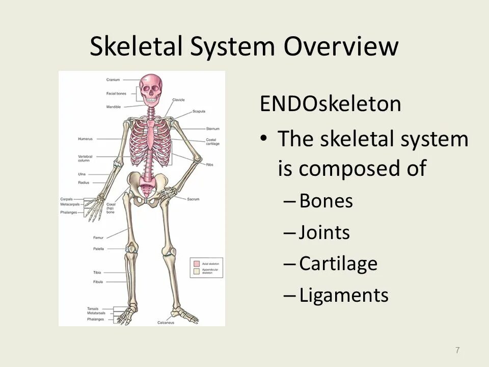The skeleton is composed of bones. The skeletal system презентация. skeletal system common name scientific name.