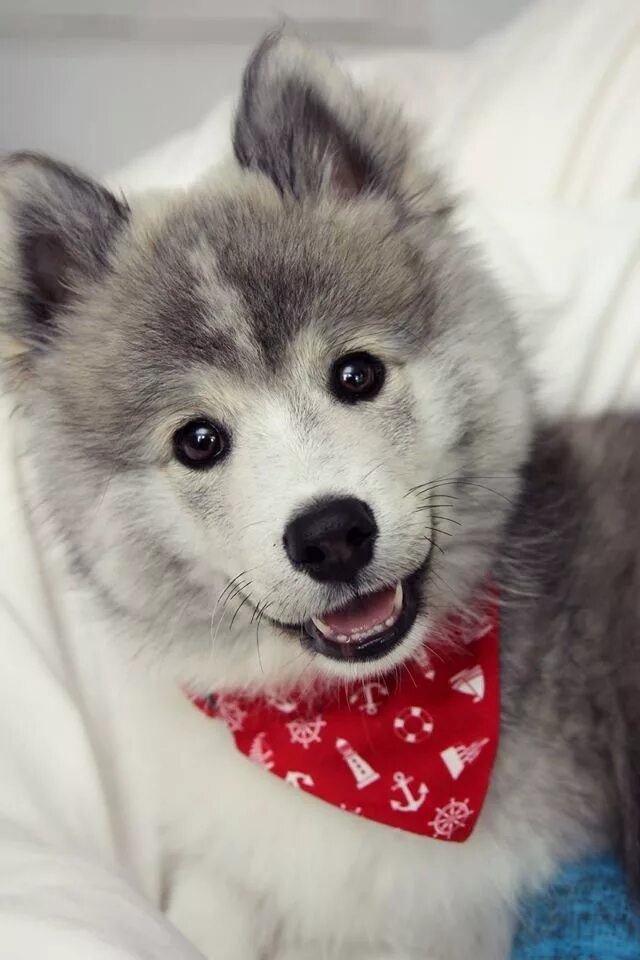 Милые авы в лайки. Красивые картинки на аву животные. Красивые собаки. Помски f13. Собака на аву.