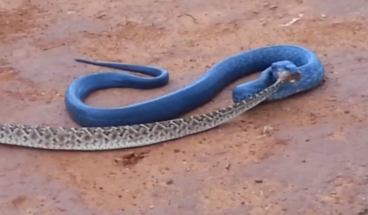 Про синюю змею. Змея Blue Racer. Голубые змеи. Синяя мамба. Синяя змея ядовитая или нет.