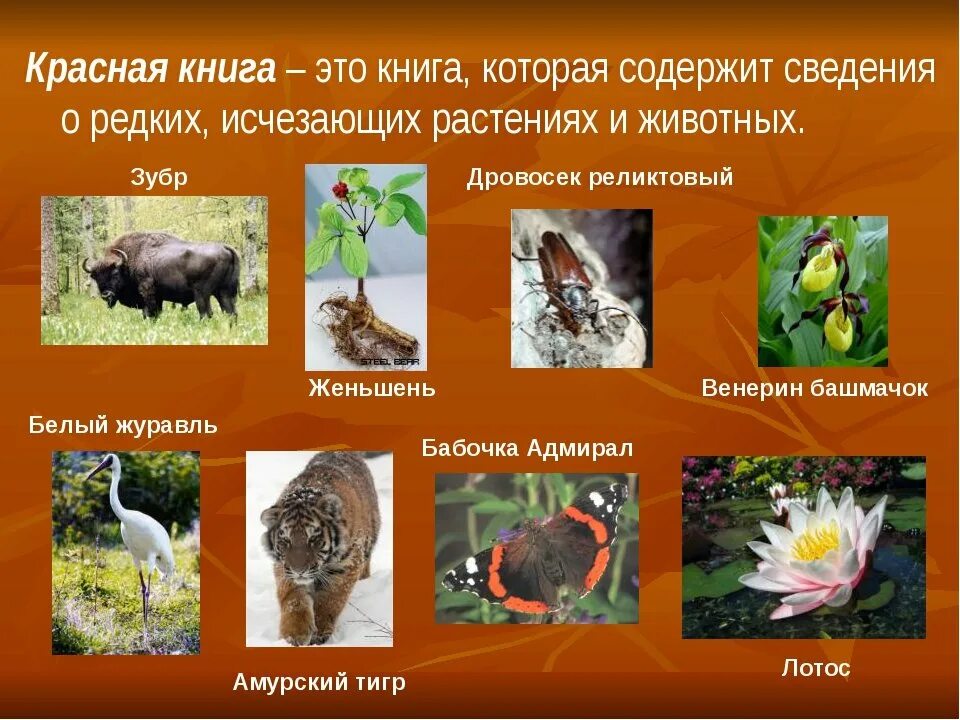 Близкие виды растений и животных