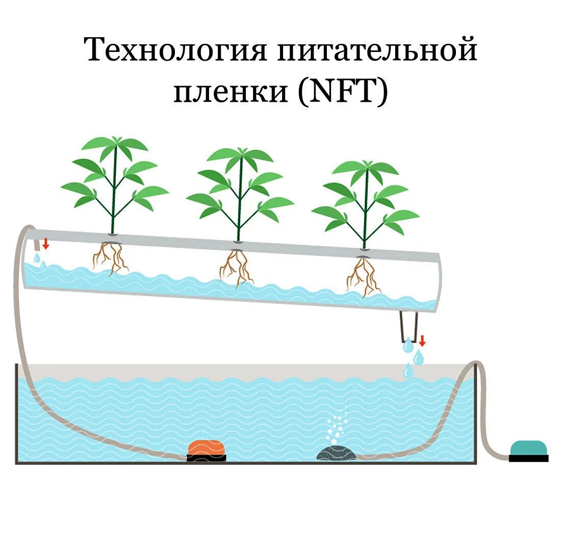 Что такое nft. Техника питательного слоя NFT. NFT картины. NFT рисование. Гидропоника рисунок.