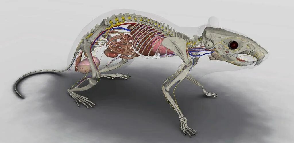 Строение крысы анатомия. Анатомия крысы внутреннее строение. Лабораторная строение крыса. Серая крыса строение