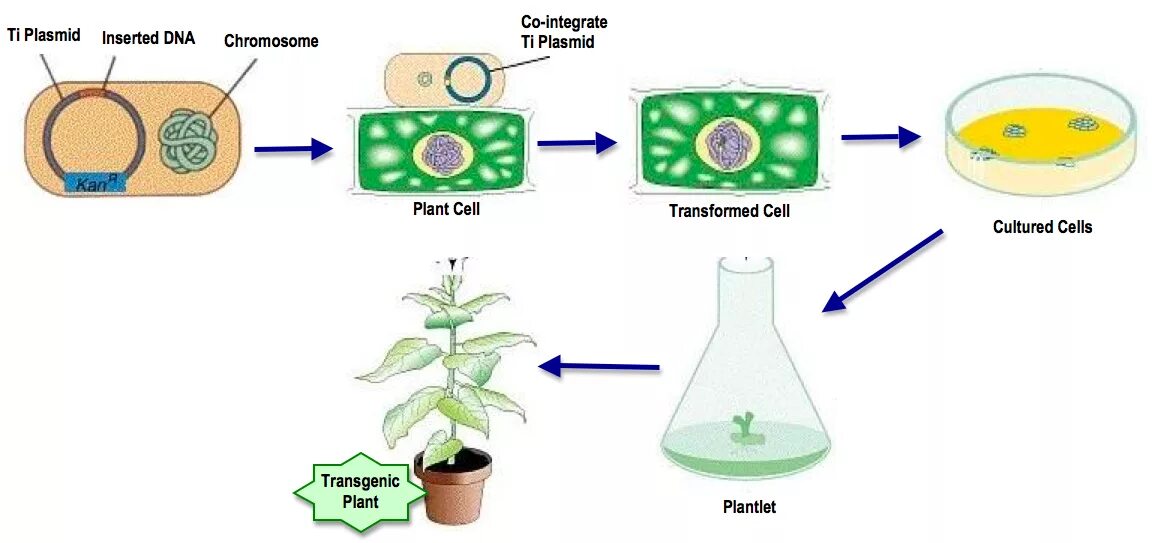 Необходимы для построения новых клеток и тканей. Генетическая трансформация растений. Агробактериальной трансформации растений. Трансформация растительных клеток. Методы трансформации растительных клеток.
