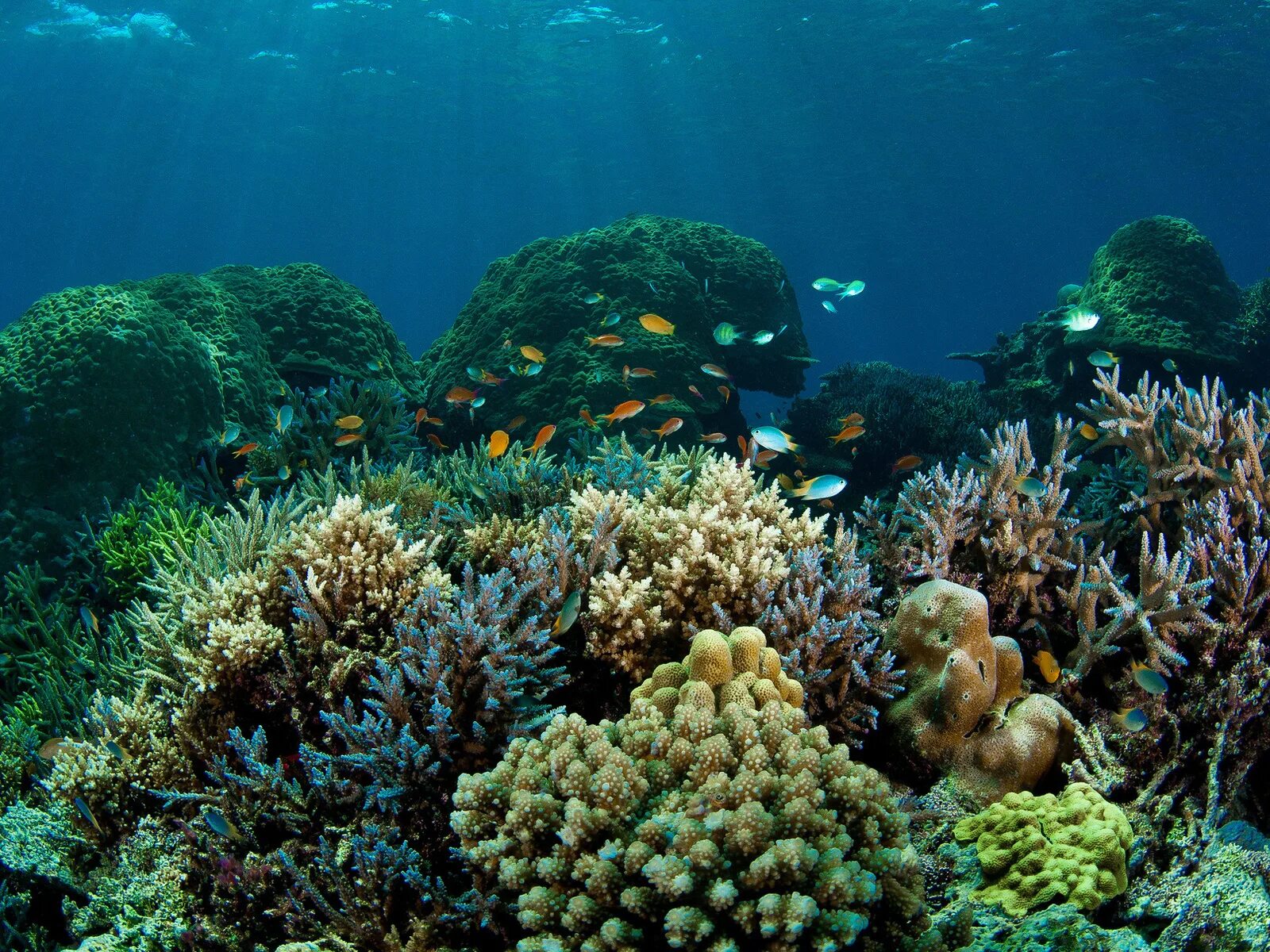 Underwater coral. Барьерный риф в тихом океане. Подводный риф риф. Кораллы бентос. Коралловые рифы Средиземного моря.
