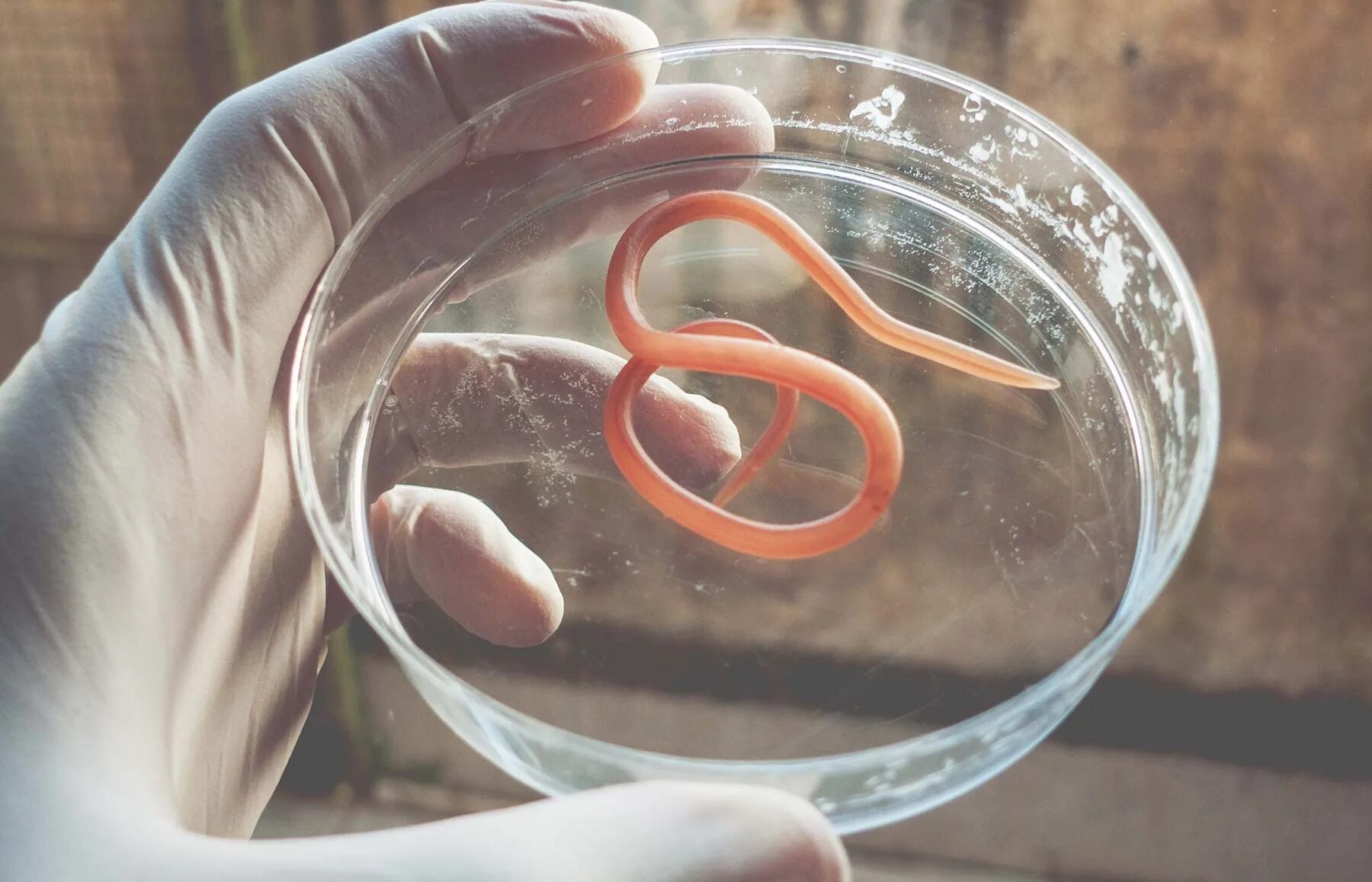 Кишечные паразиты острицы. Про гельминтов. Круглые черви аскарида человеческая. Про гельминтов. Про гельминтов.