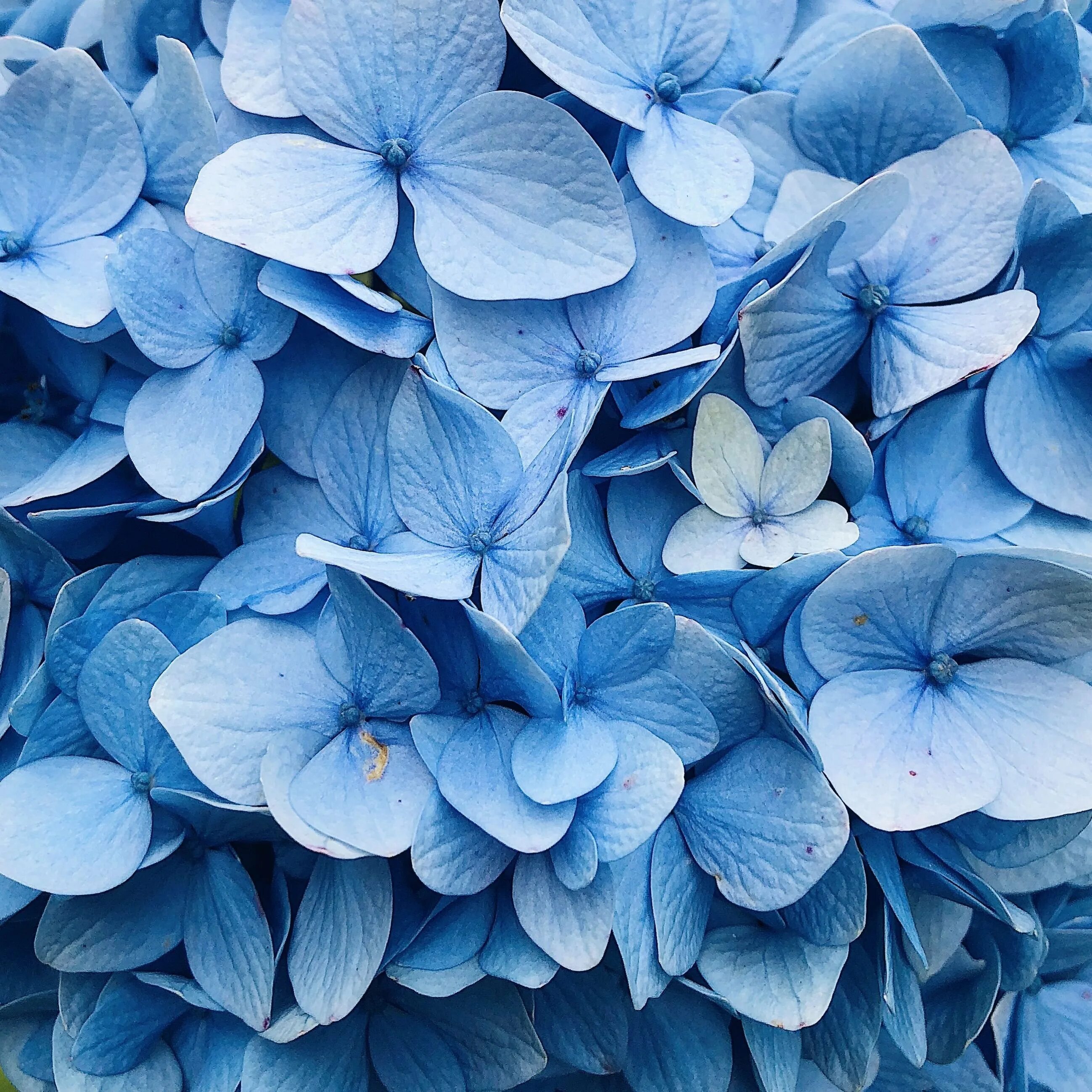 Выполнен в голубом цвете голубой. Гидрангея голубая.