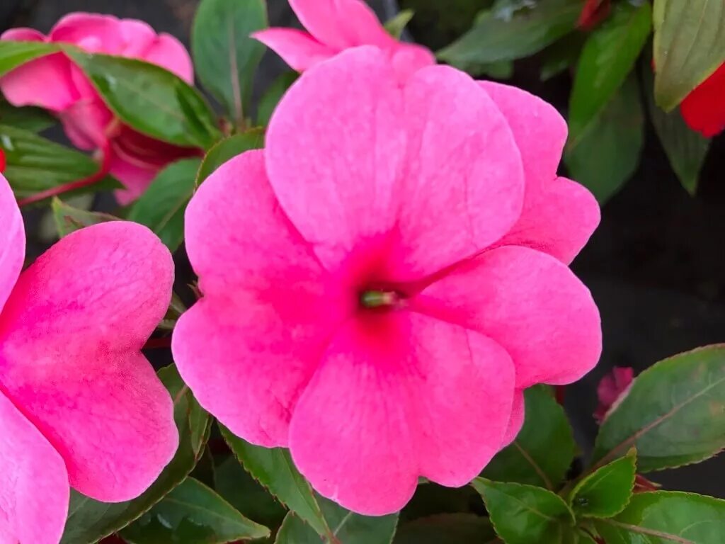 Бальзамин камелия махровая. Бальзамин недотрога уоллера. Бальзамин новогвинейский. Бальзамин уоллера. Бальзамин розовый.