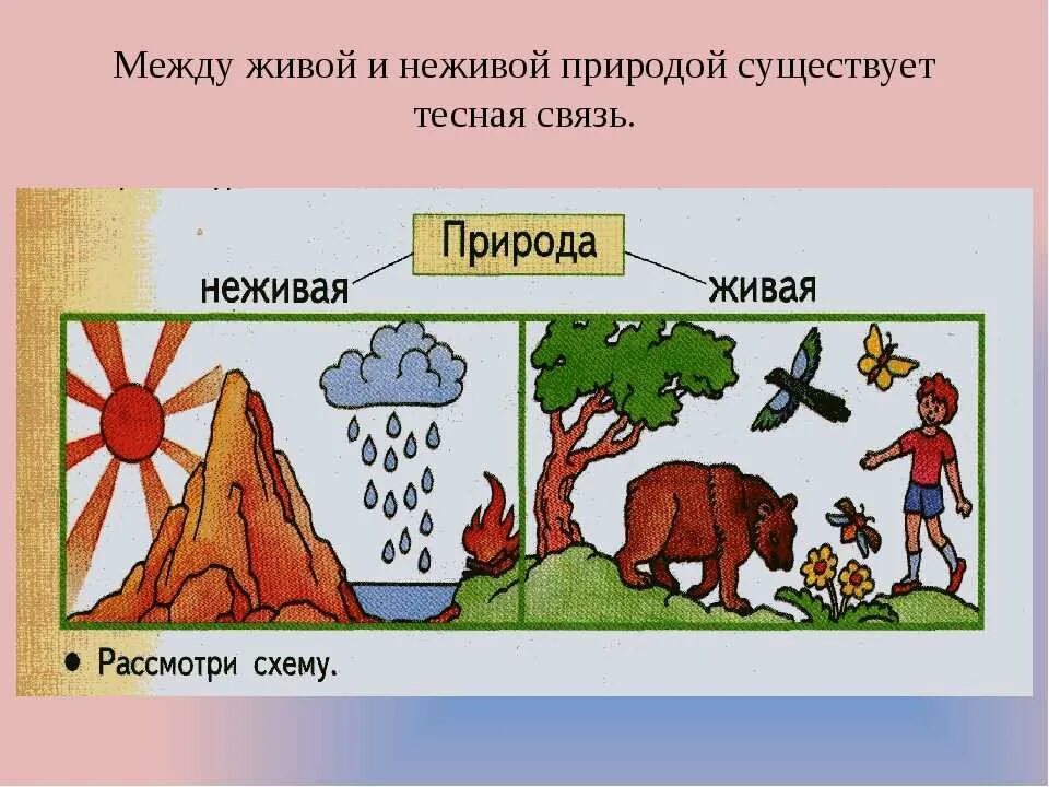 Рисунки связь между. Схема связи живой и неживой природы 2 класс окружающий мир. Связь между живой и неживой природой. Рисунок Живая и неживая природа. Неживая природа рисунок.