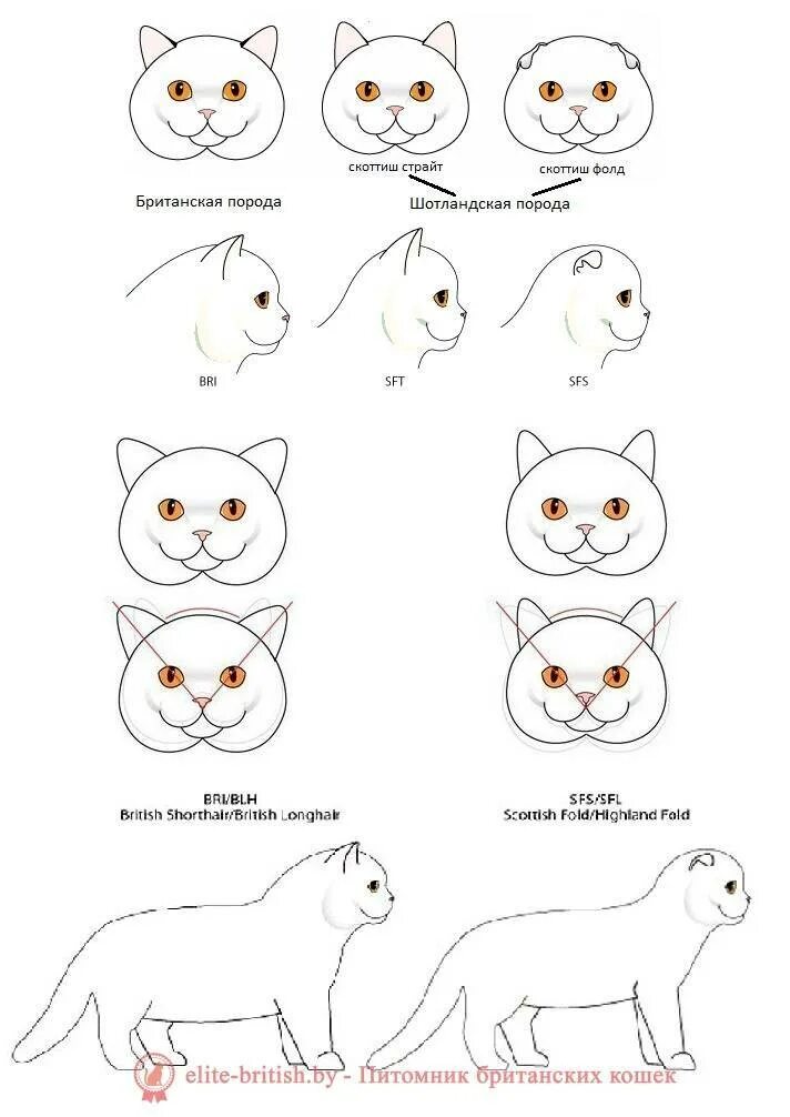 Отличие кошек. Отличие шотландца от британца кота. Стандарт породы кошек скоттиш фолд. Шотландская вислоухая кошка и Британская вислоухая отличия. Вислоухая кошка отличие Шотландская от британской.