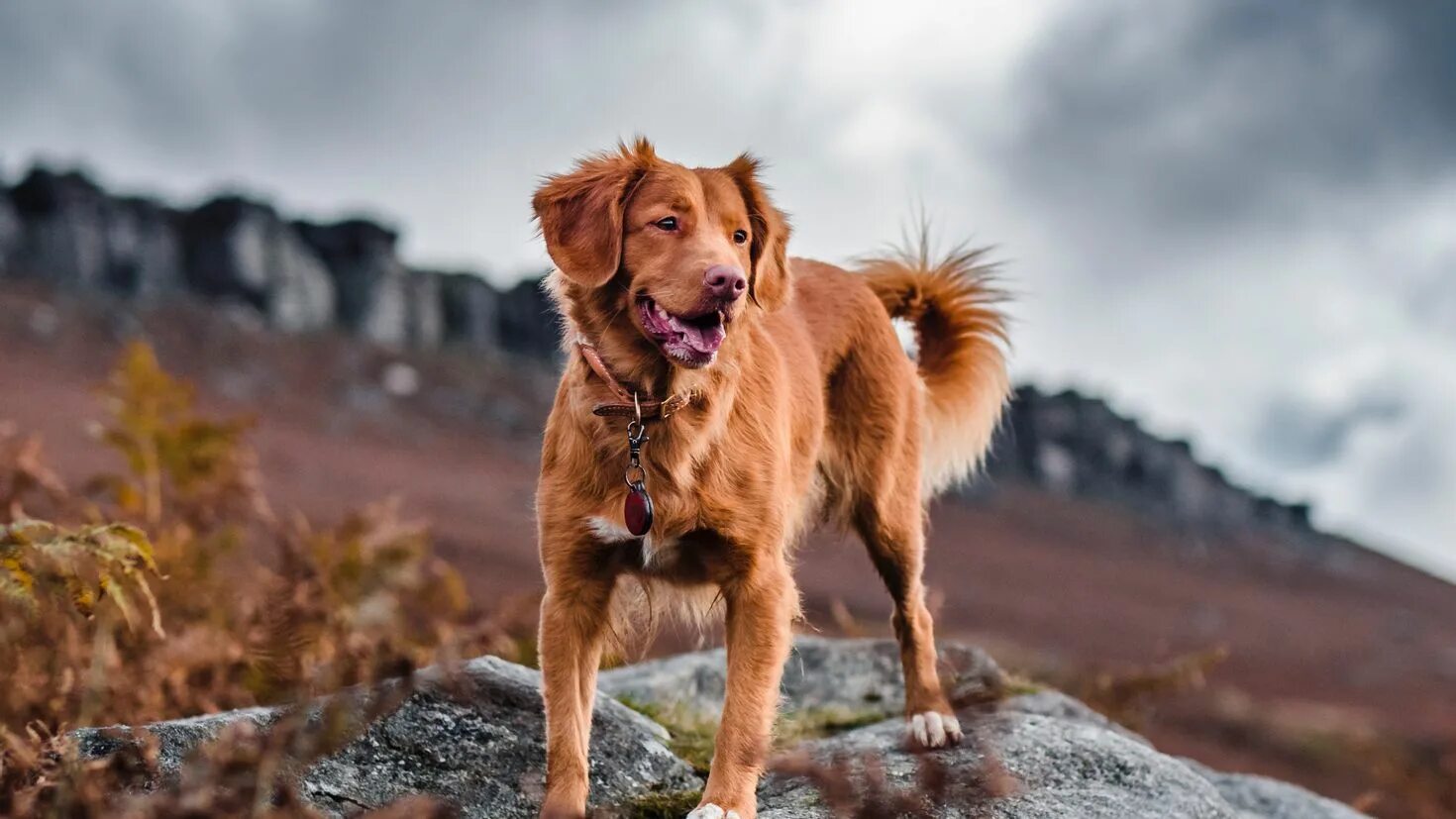 Собакой скала. Дуэйн джонсон с бульдогом. Дуэйн джонсон с бульдогом. Дуэйн джонсон с бульдогом. Собакой скала.