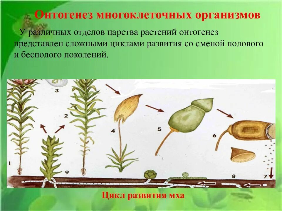 Многоклеточное образование из которого развивается семя