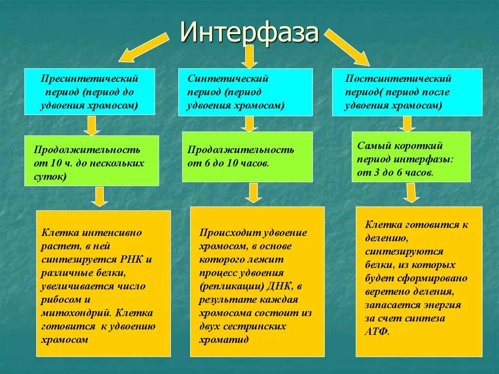 3 этапа интерфазы. Периоды интерфазы синтетический пресинтетический постсинтетический. Пресинтетический период интерфазы процессы. В постсинтетический период интерфазы происходит. Процессы в синтетическом периоде интерфазы.