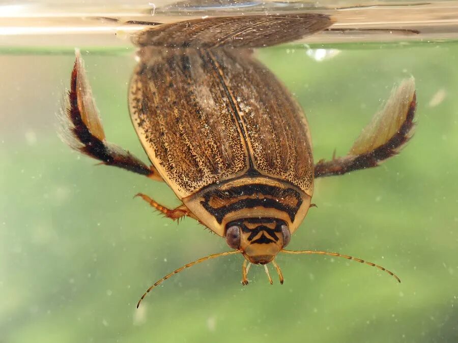 Жук полоскун плавунец. Полоскун бороздчатый Acilius sulcatus. Водяной Жук-плавунец. Жук полоскун личинка.