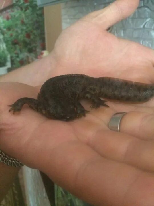 Обыкновенный тритон хвостатые земноводные. Гребенчатый тритон самка. Испанский тритон линяет. Обыкновенный тритон ланца. Маленький иглистый тритон.