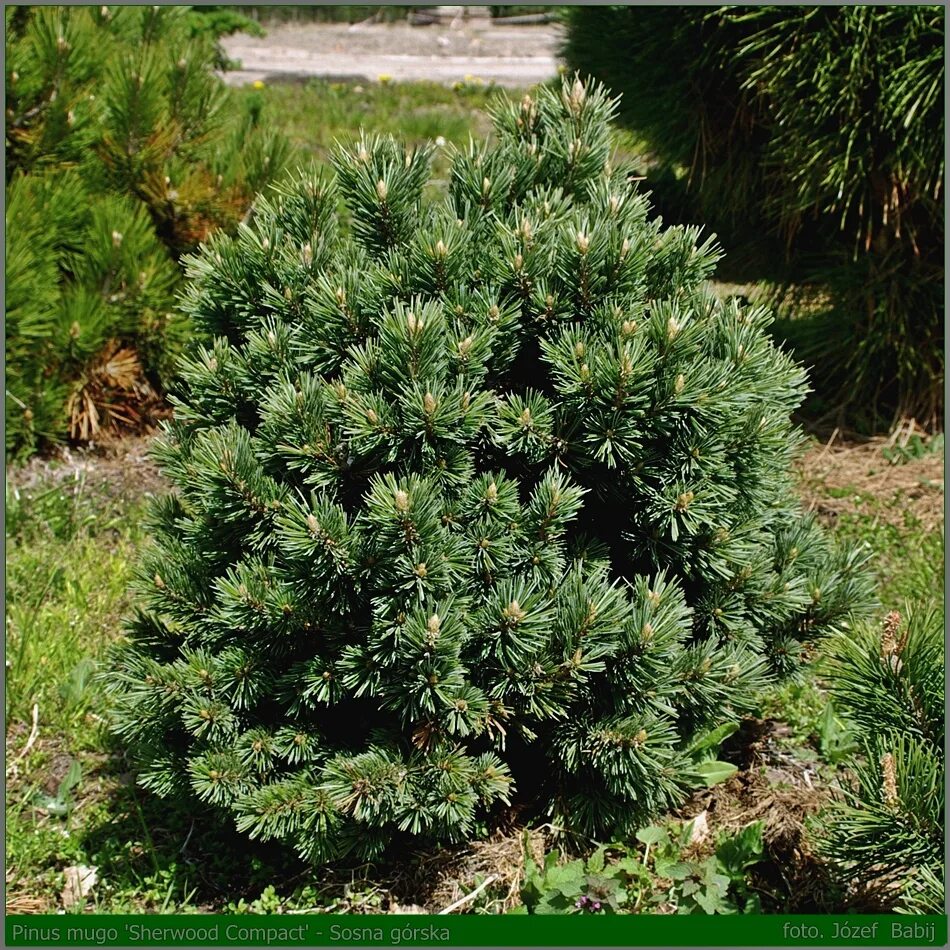 Сосна Горная Шервуд компакт. Pinus mugo `compacta`. Pinus mugo Compact. Сосна Pinus mugo Sherwood Compact.
