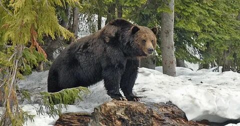 В тайге есть медведи