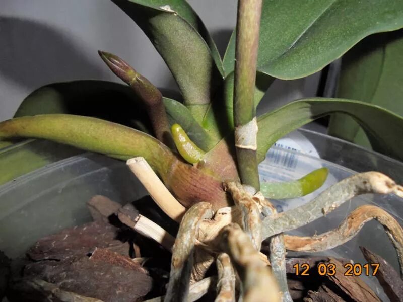 Орхидея доращивает цветонос. Фаленопсис корни на цветоносе. Орхидея Дендробиум цветонос. Цветонос или корень у орхидеи фаленопсис. Как отличить орхидею