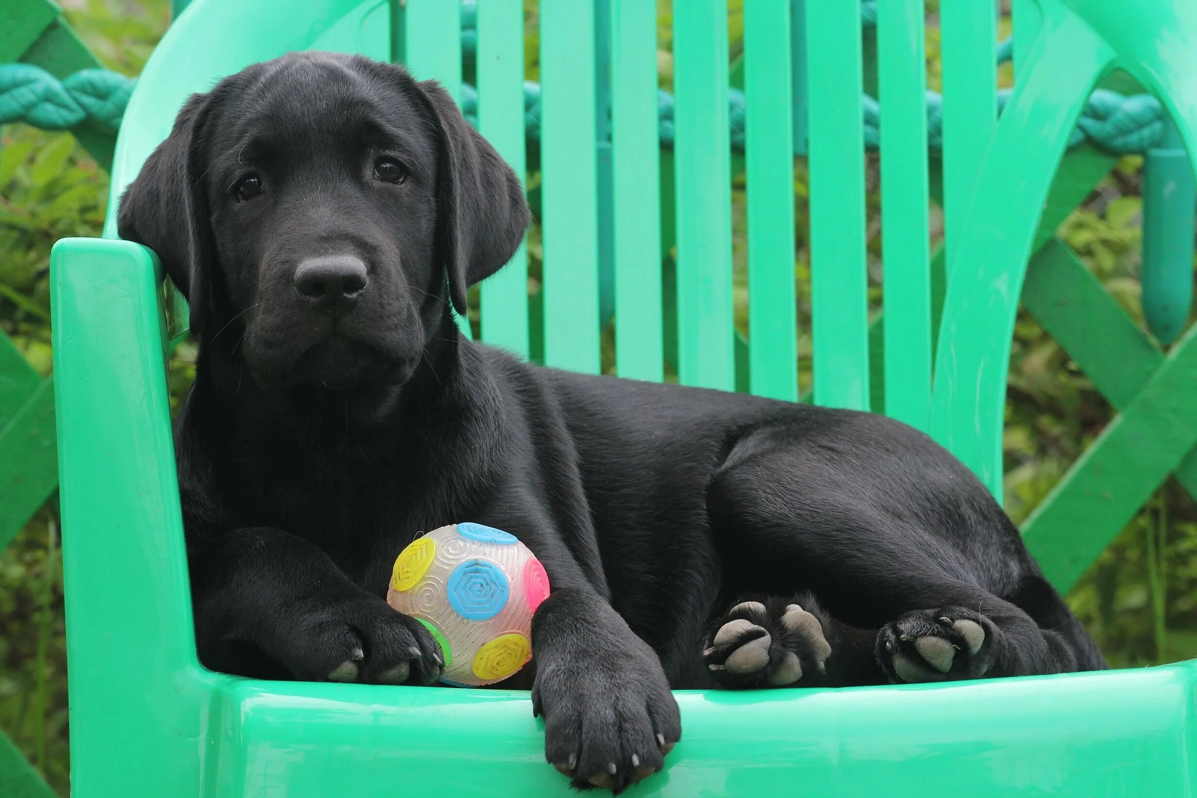 Щенки черные девочка. Лабрадор черный. Подпалый лабрадор. Щенок лабрадора черного окраса. Лабрадор без хвоста.