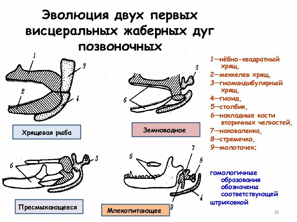 Появление челюстей у позвоночных. Аутостильный Тип висцерального черепа. Эволюция челюстей у позвоночных. Эволюция слуховых косточек и жаберных дуг. Эволюция жаберных дуг позвоночных.