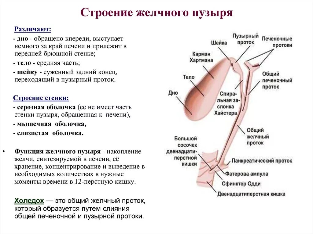 Желчный пузырь выполняет функцию. Желчный пузырь топография строение. желчный пузырь положение строение функции. желчный пузырь особенности строения и функции. строение желчных путей анатомия.