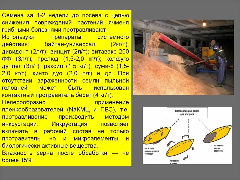 Технологический процесс посева ячменя. Контроль качества посева зерновых культур. Агротехнические требования к возделыванию ячменя. Технология посева ярового ячменя.