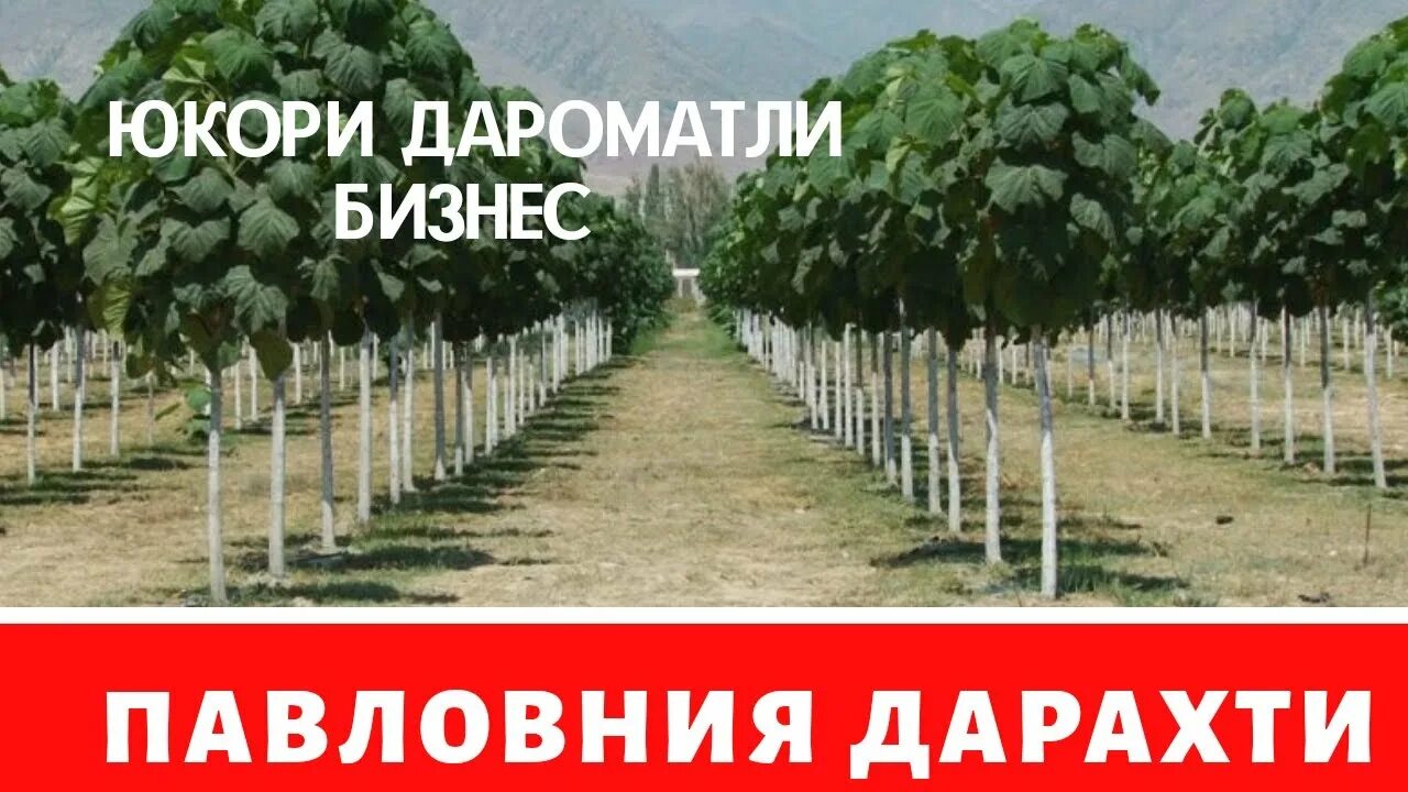Адамово дерево Павловния Pot Flowers