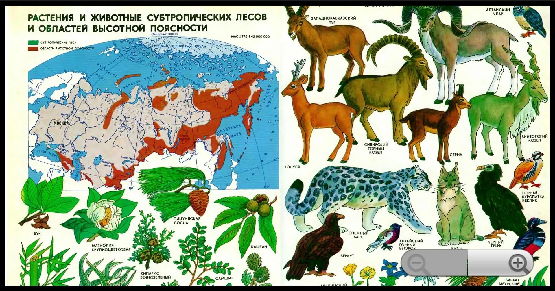Какие животные в высотной поясности