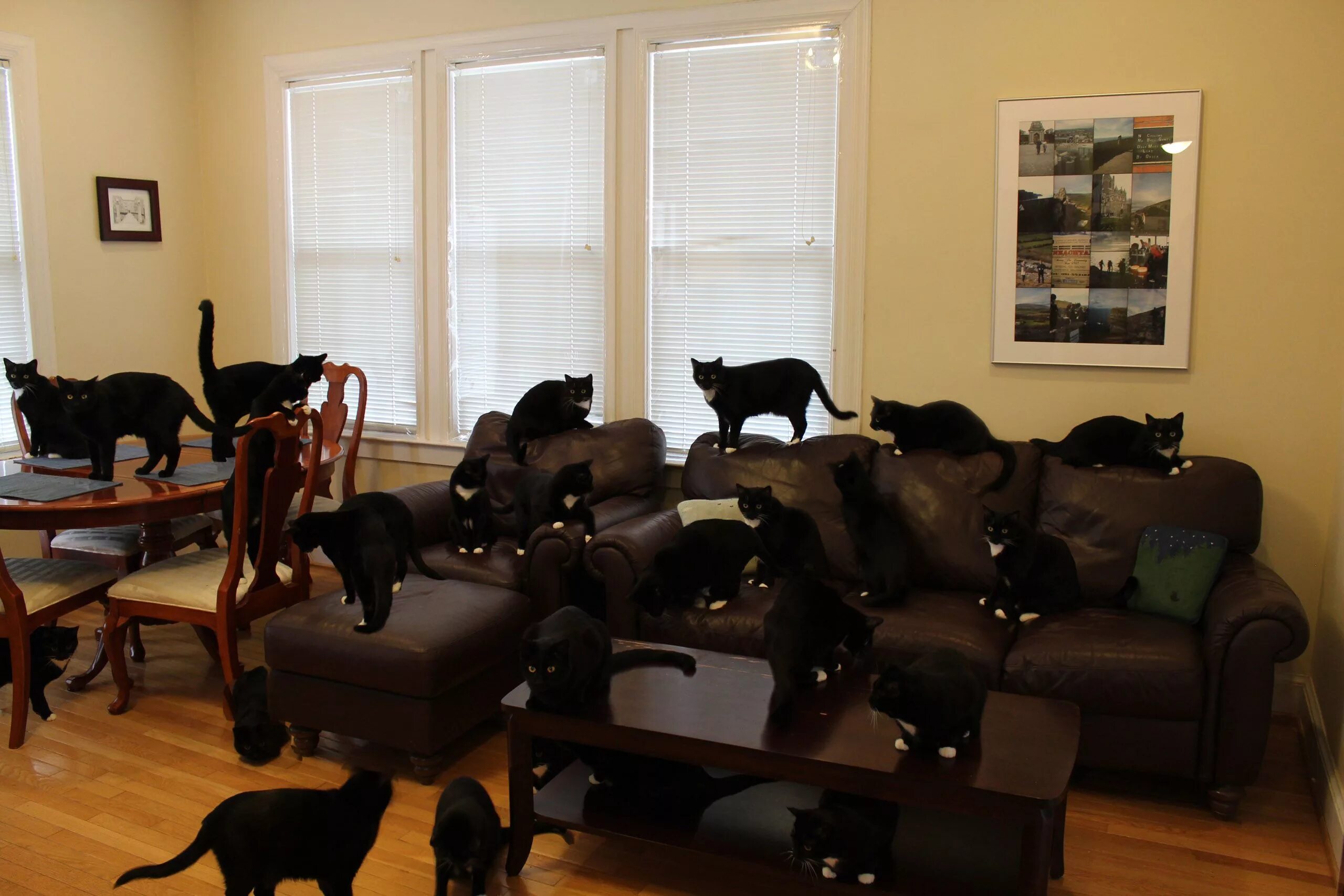 The petting room. Комната для кошек. Много котов в квартире. Куча кошек в квартире. Кошка в квартире.