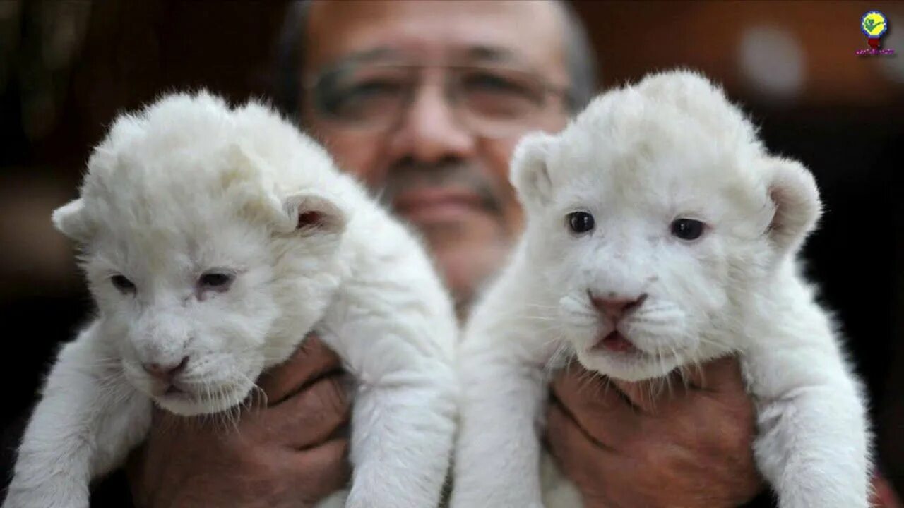 Лев меланист и Лев альбинос. Альбиносы животные. Альбинос животное. Обезьяна альбинос.