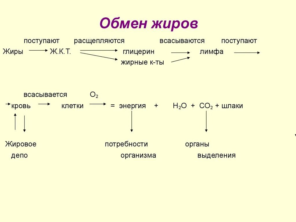 Жиры схема расщепления. Обмен веществ жиры схема. Процесс расщепления жиров схема. Этапы обмена жиров. Подготовительный этап белков