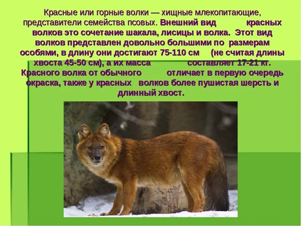 Подготовить сообщение о животных. Животные из красной книги красный волк. животные красной книги 3 класс. сообщение о животном из красной книги. красный волк доклад.