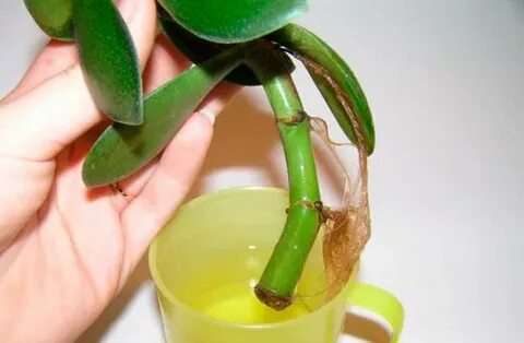 Денежное дерево корень в воде