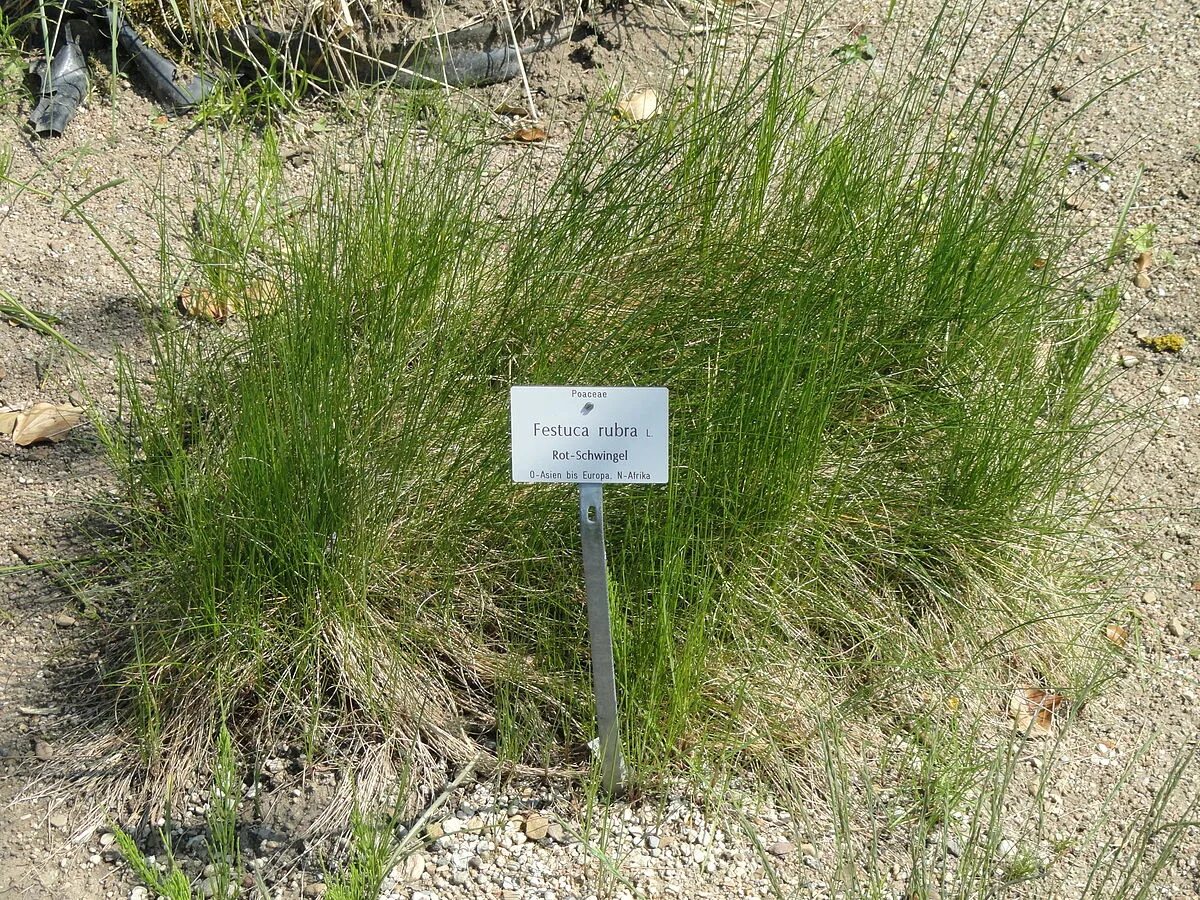 Овсяница красная (Festuca rubra). Festuca rubra rubra (овсяница красная красная). Овсяница Луговая (Festuca rubra. Овсяница красная (Festuca rubra) газон.