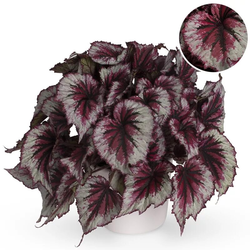 Бегония королевская. Бегония ивнинг глоу. Evening glow. Бегония evening glow. Вечернее небо фото в городе.