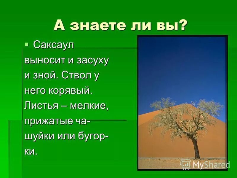 Почему использование саксаула для отопления жилищ. Туркменистан дом саксаул. Почему использование саксаула для отопления жилищ. 1 закон эдуарда. Саксаул растение пустыни краткое.