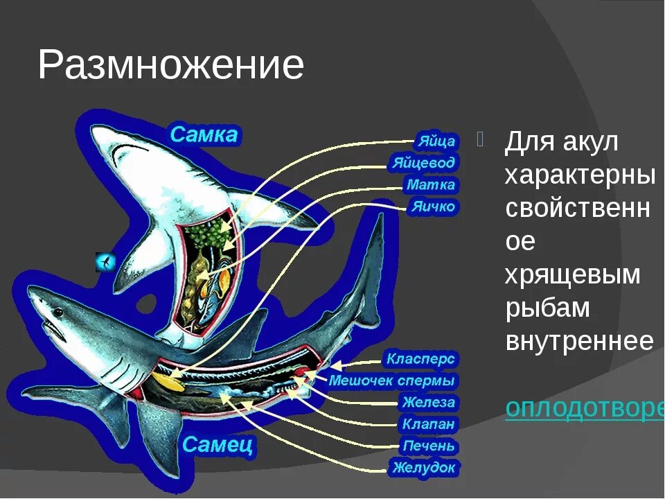 Внутреннее строение акулы. Половая система рыб строение. Система размножения хрящевых рыб. Половая система хрящевых рыб рыб. Внутреннее строение рыб половая система.