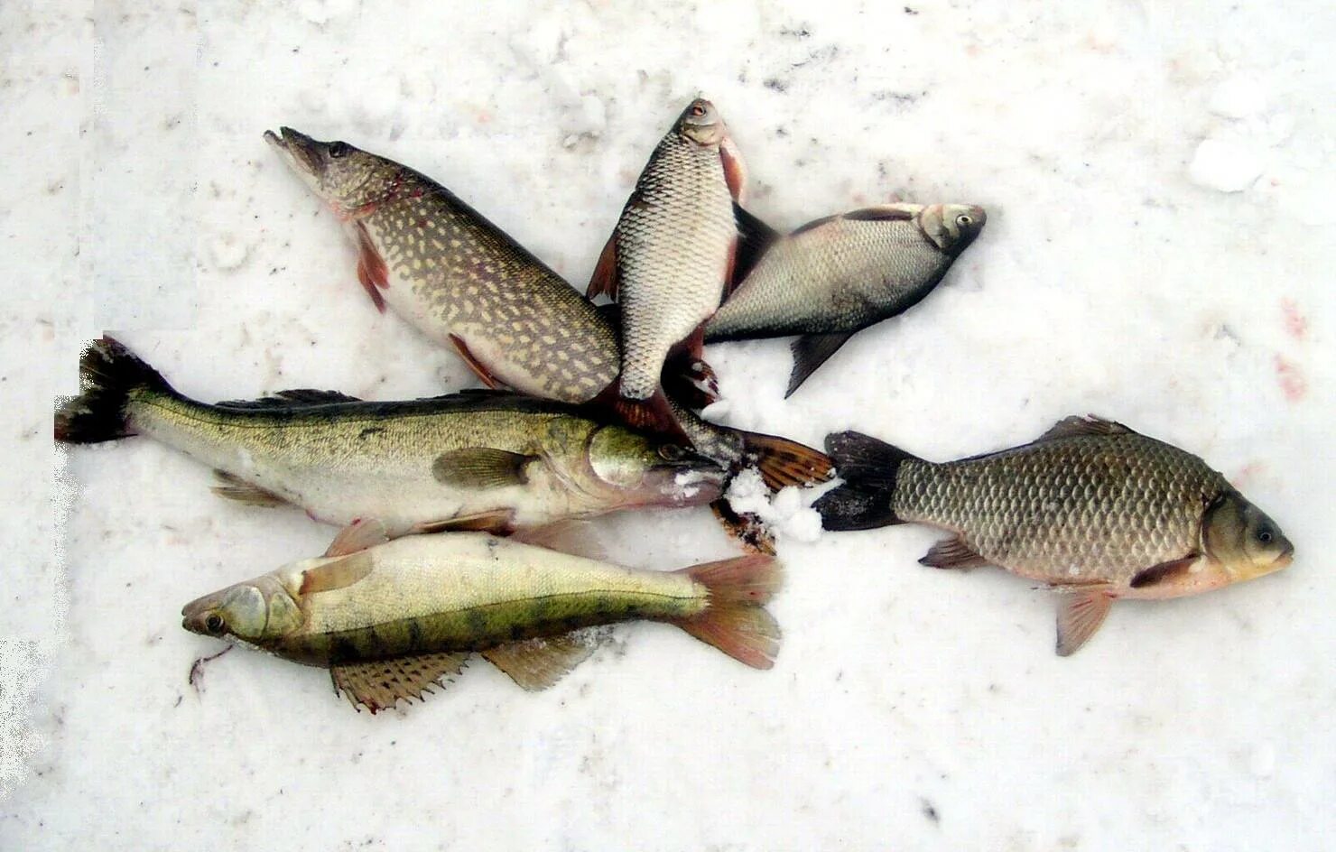 Поймал карася поймаешь и щуку. Зимняя рыбалка. Рыбы зимой. Зимняя рыбалка на судака. Рыба на льду.