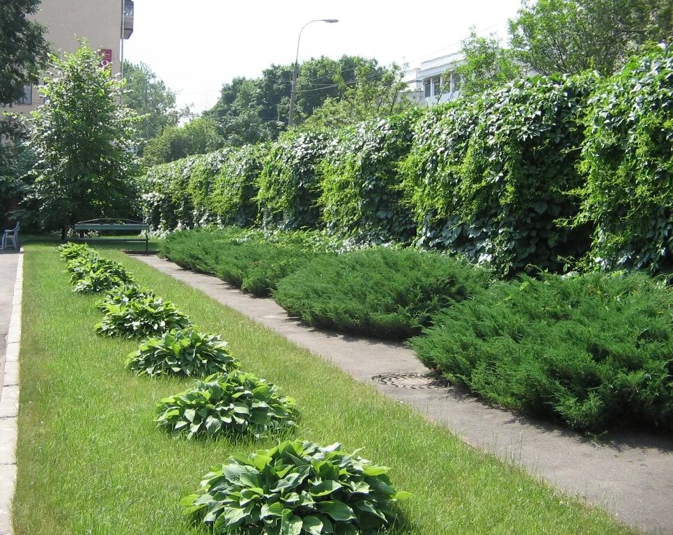 Гигиенические требования к земельному участку аптек. Благоустройство территории больницы. Озеленение территории больницы. Голландия озеленение больницы желтый. Озеленение больничного участка должно быть не менее.